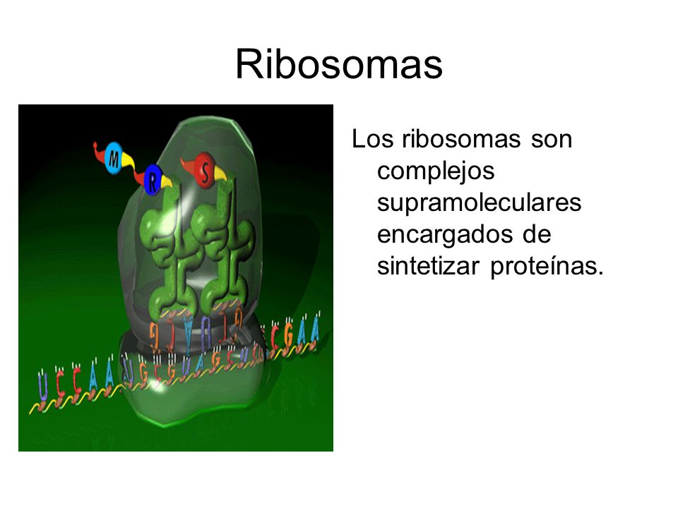 Ribosomas Los ribosomas son complejos supramoleculares encargados de sintetizar proteínas.