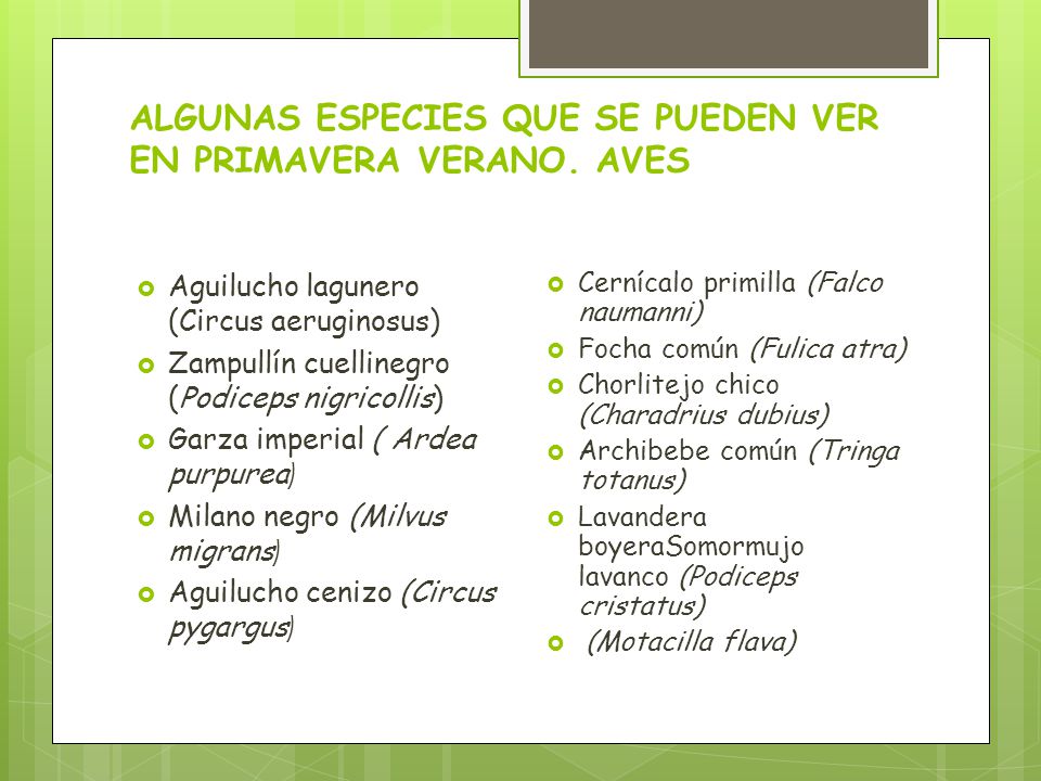 ALGUNAS ESPECIES QUE SE PUEDEN VER EN PRIMAVERA VERANO. AVES