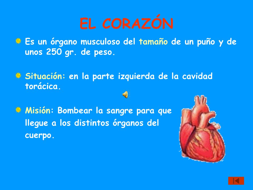 EL CORAZÓN Es un órgano musculoso del tamaño de un puño y de unos 250 gr. de peso. Situación: en la parte izquierda de la cavidad torácica.