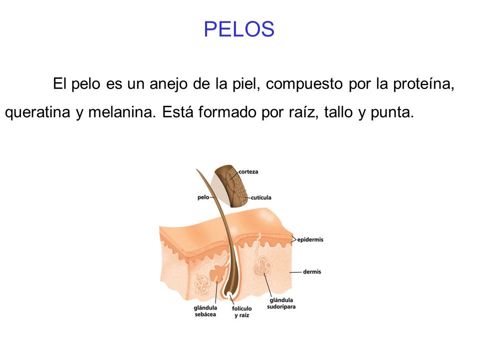 PELOS El pelo es un anejo de la piel, compuesto por la proteína, queratina y melanina.