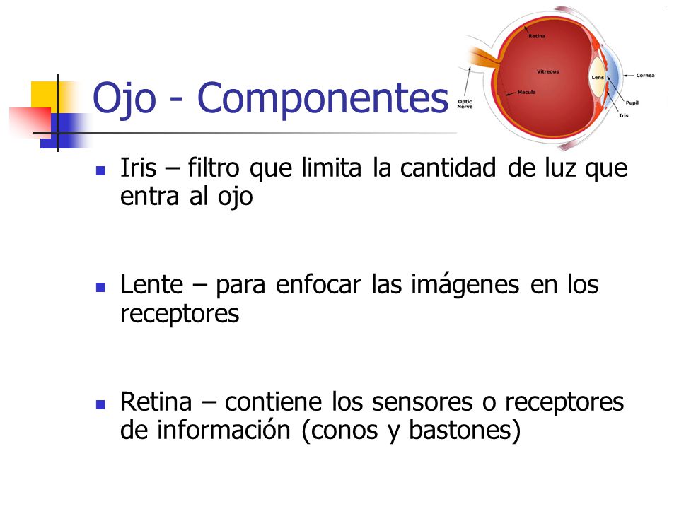 Ojo - Componentes Iris – filtro que limita la cantidad de luz que entra al ojo. Lente – para enfocar las imágenes en los receptores.