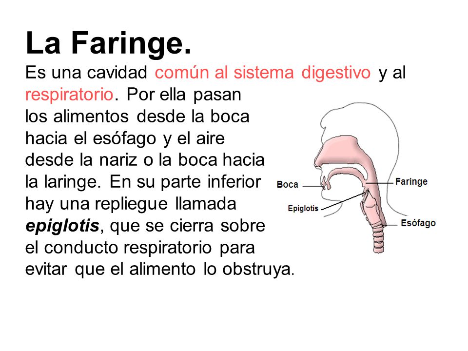 La Faringe. Es una cavidad común al sistema digestivo y al respiratorio. Por ella pasan. los alimentos desde la boca.