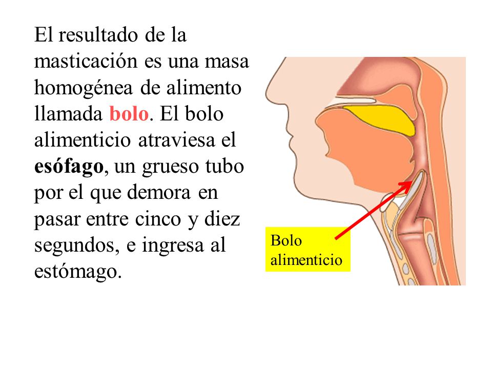 pasar entre cinco y diez segundos, e ingresa al estómago.