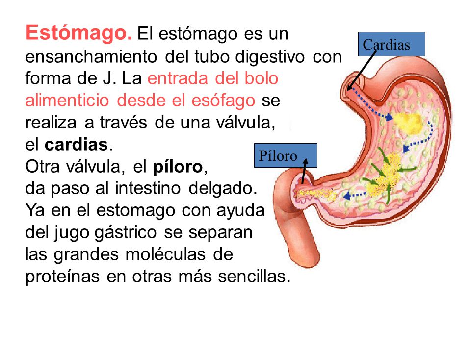 Estómago. El estómago es un ensanchamiento del tubo digestivo con forma de J. La entrada del bolo