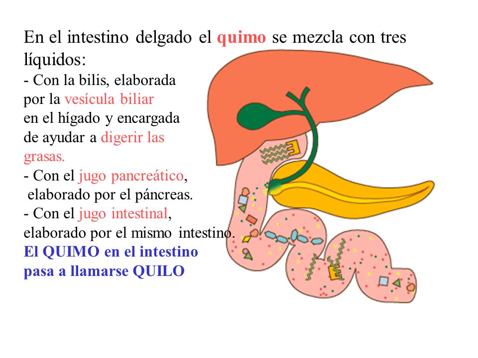 En el intestino delgado el quimo se mezcla con tres