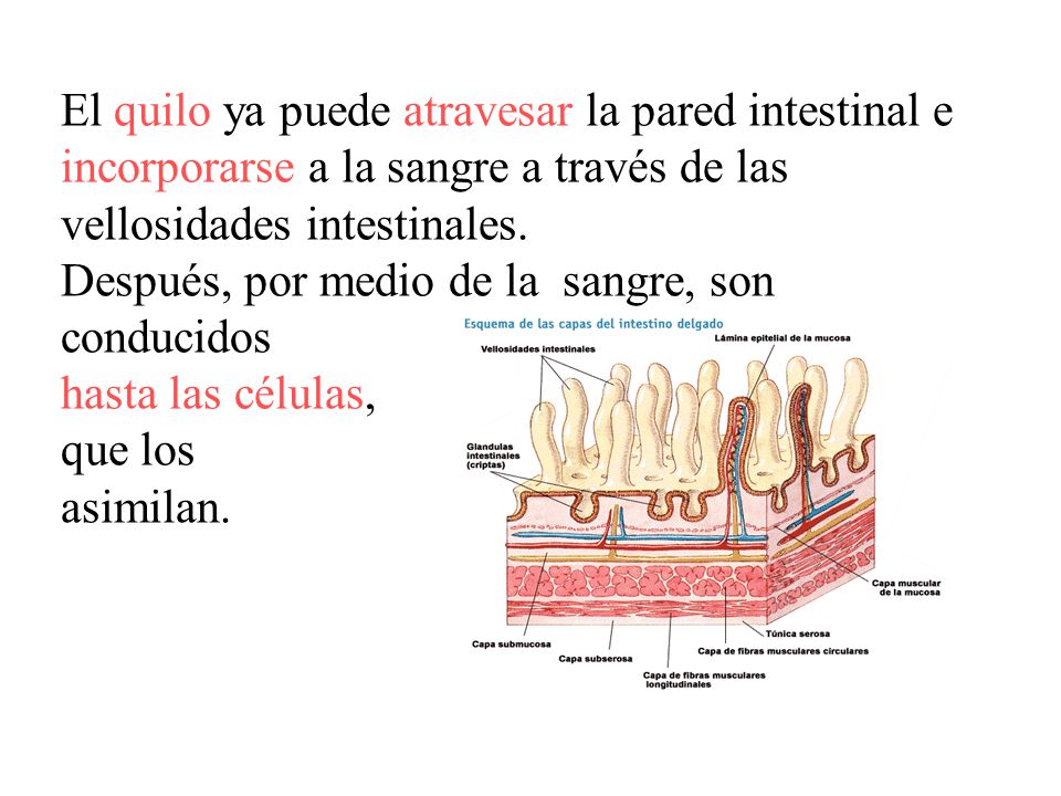 El quilo ya puede atravesar la pared intestinal e incorporarse a la sangre a través de las vellosidades intestinales.