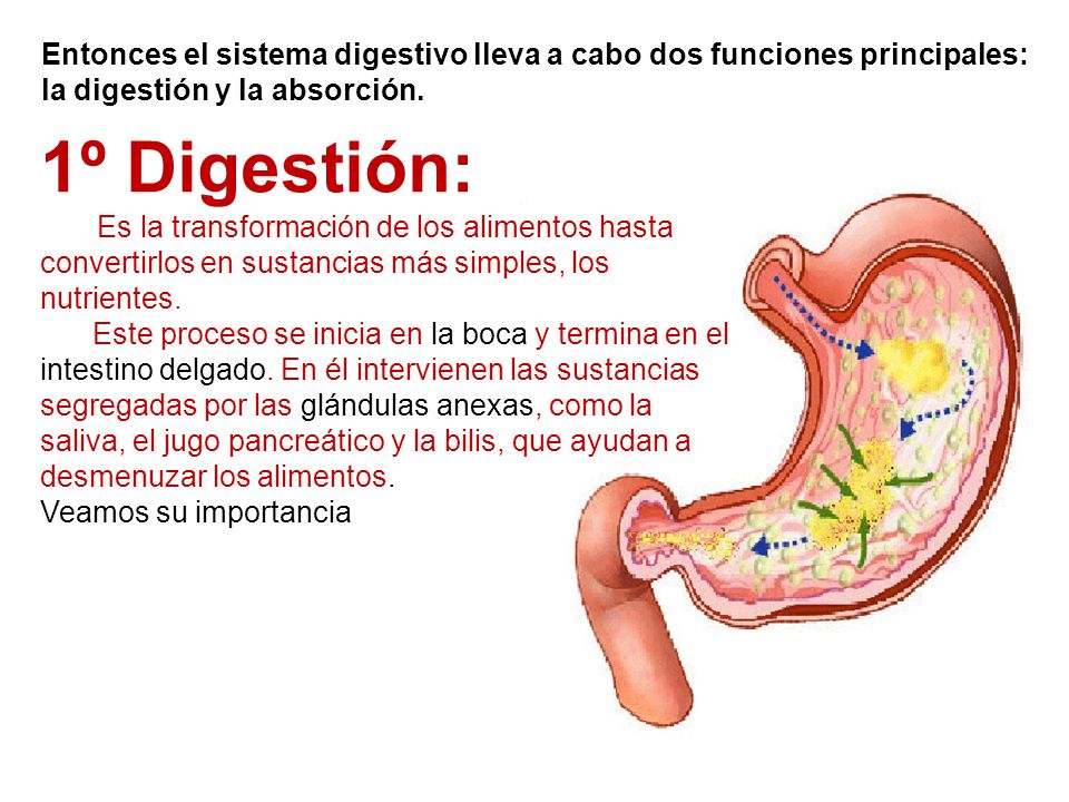 Entonces el sistema digestivo lleva a cabo dos funciones principales: