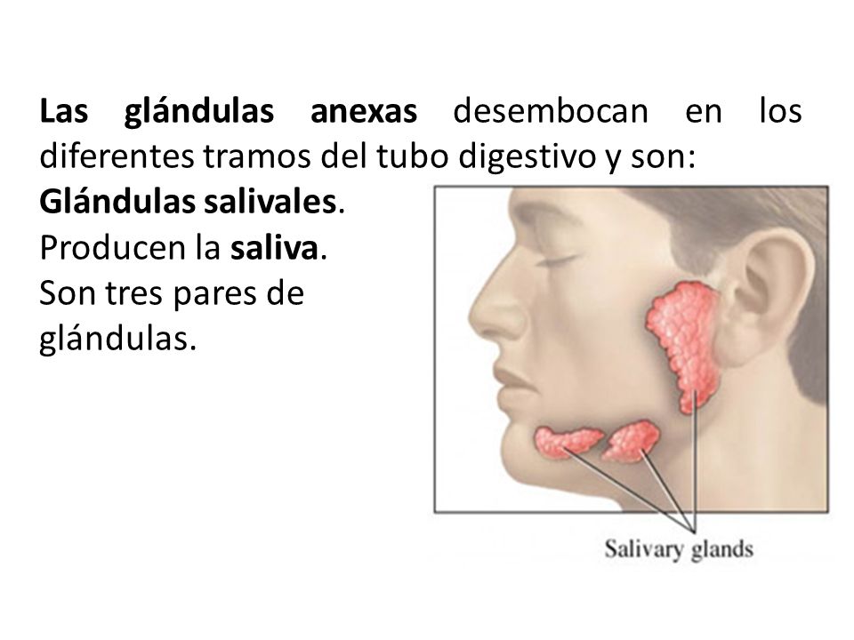 Las glándulas anexas desembocan en los diferentes tramos del tubo digestivo y son: