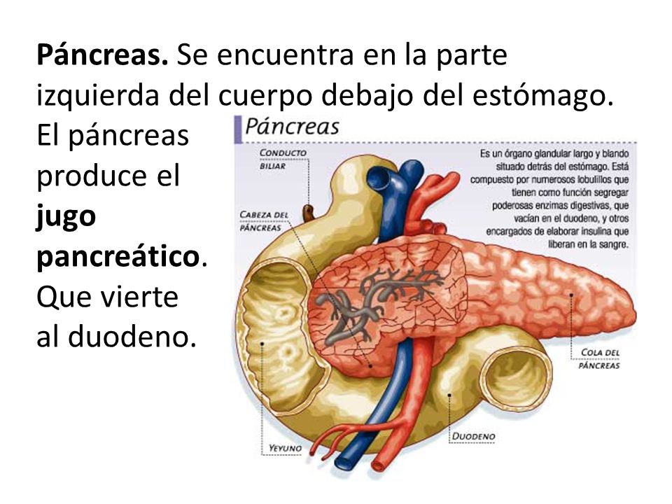 Páncreas. Se encuentra en la parte izquierda del cuerpo debajo del estómago.