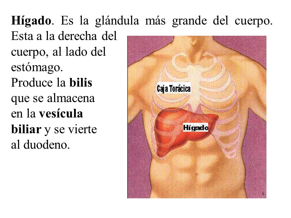 Hígado. Es la glándula más grande del cuerpo. Esta a la derecha del