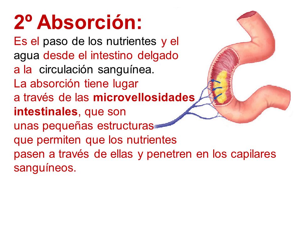 2º Absorción: Es el paso de los nutrientes y el