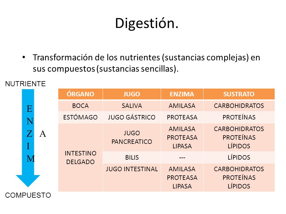 Digestión. Transformación de los nutrientes (sustancias complejas) en sus compuestos (sustancias sencillas).