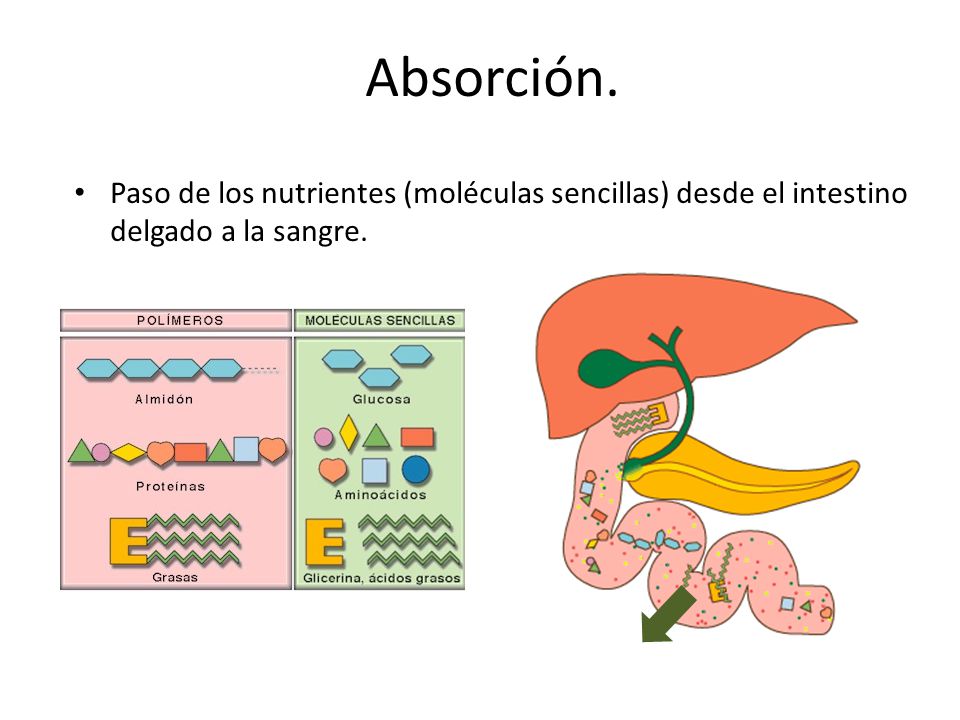 Absorción. Paso de los nutrientes (moléculas sencillas) desde el intestino delgado a la sangre.
