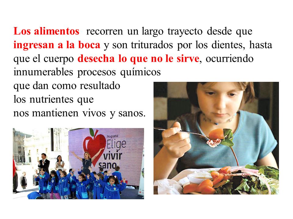 Los alimentos recorren un largo trayecto desde que ingresan a la boca y son triturados por los dientes, hasta que el cuerpo desecha lo que no le sirve, ocurriendo innumerables procesos químicos