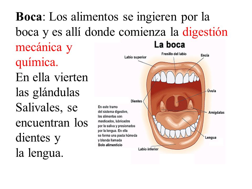 Boca: Los alimentos se ingieren por la boca y es allí donde comienza la digestión mecánica y