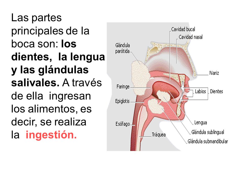 Las partes principales de la boca son: los dientes, la lengua y las glándulas salivales.
