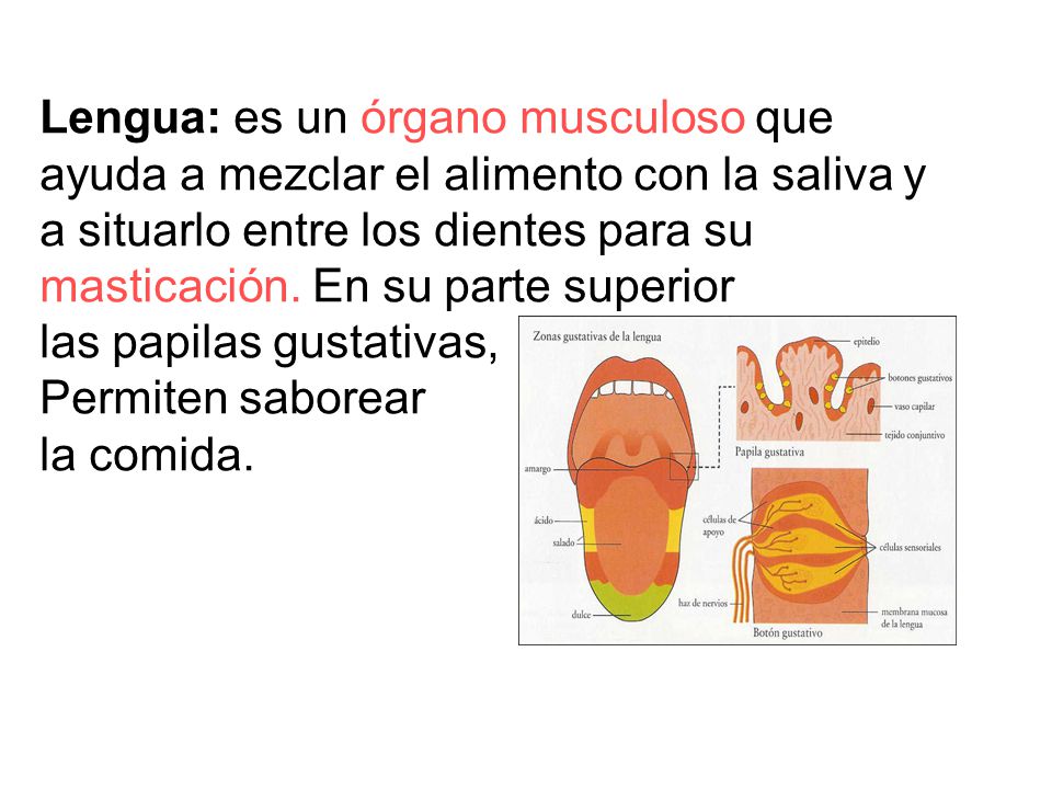 Lengua: es un órgano musculoso que ayuda a mezclar el alimento con la saliva y a situarlo entre los dientes para su masticación. En su parte superior