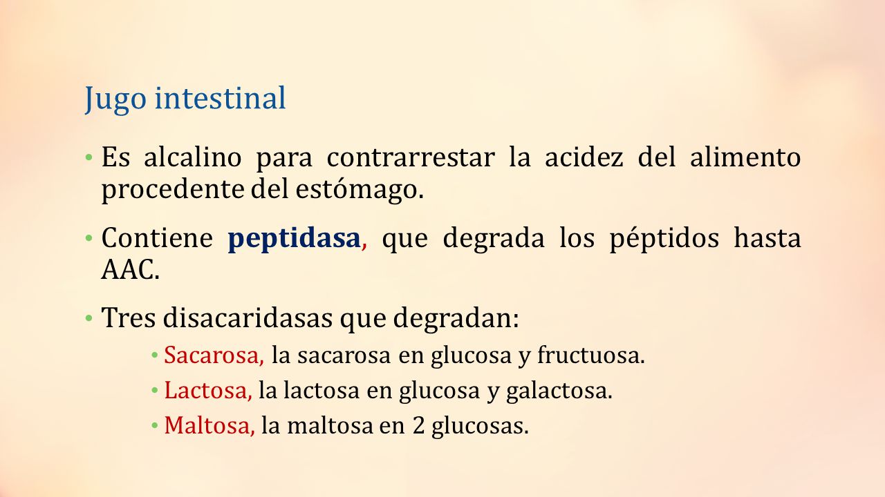 Jugo intestinal Es alcalino para contrarrestar la acidez del alimento procedente del estómago.