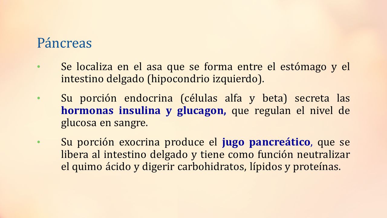Páncreas Se localiza en el asa que se forma entre el estómago y el intestino delgado (hipocondrio izquierdo).