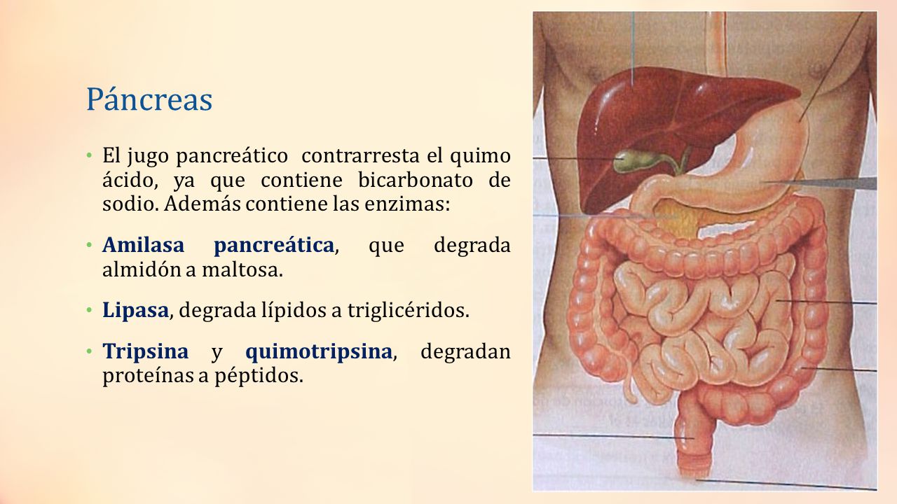 Páncreas El jugo pancreático contrarresta el quimo ácido, ya que contiene bicarbonato de sodio. Además contiene las enzimas: