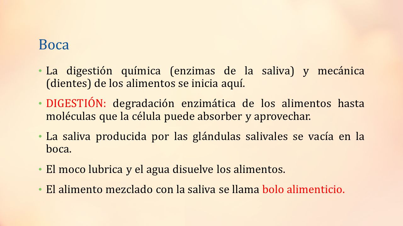 Boca La digestión química (enzimas de la saliva) y mecánica (dientes) de los alimentos se inicia aquí.