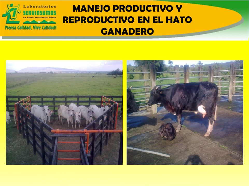 MANEJO PRODUCTIVO Y REPRODUCTIVO EN EL HATO GANADERO