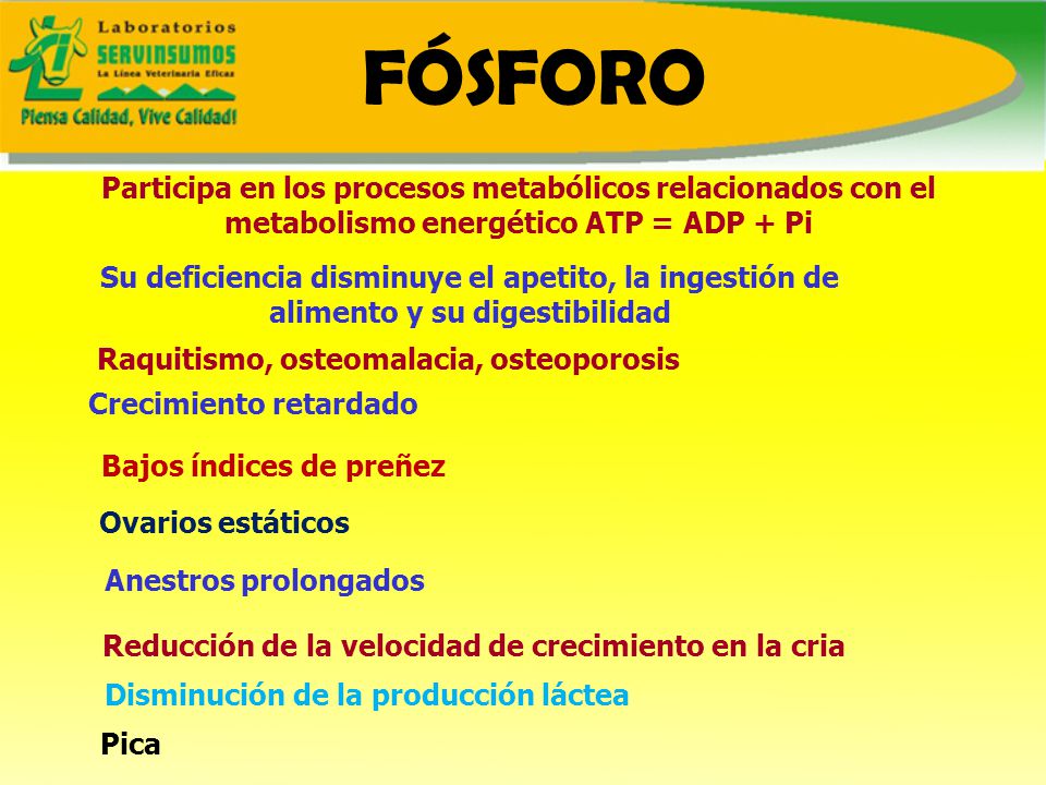 FÓSFORO Participa en los procesos metabólicos relacionados con el metabolismo energético ATP = ADP + Pi.