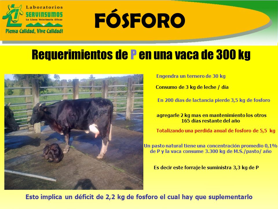 FÓSFORO Requerimientos de P en una vaca de 300 kg