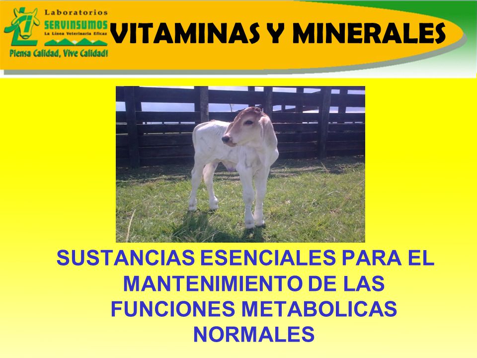VITAMINAS Y MINERALES SUSTANCIAS ESENCIALES PARA EL MANTENIMIENTO DE LAS FUNCIONES METABOLICAS NORMALES.