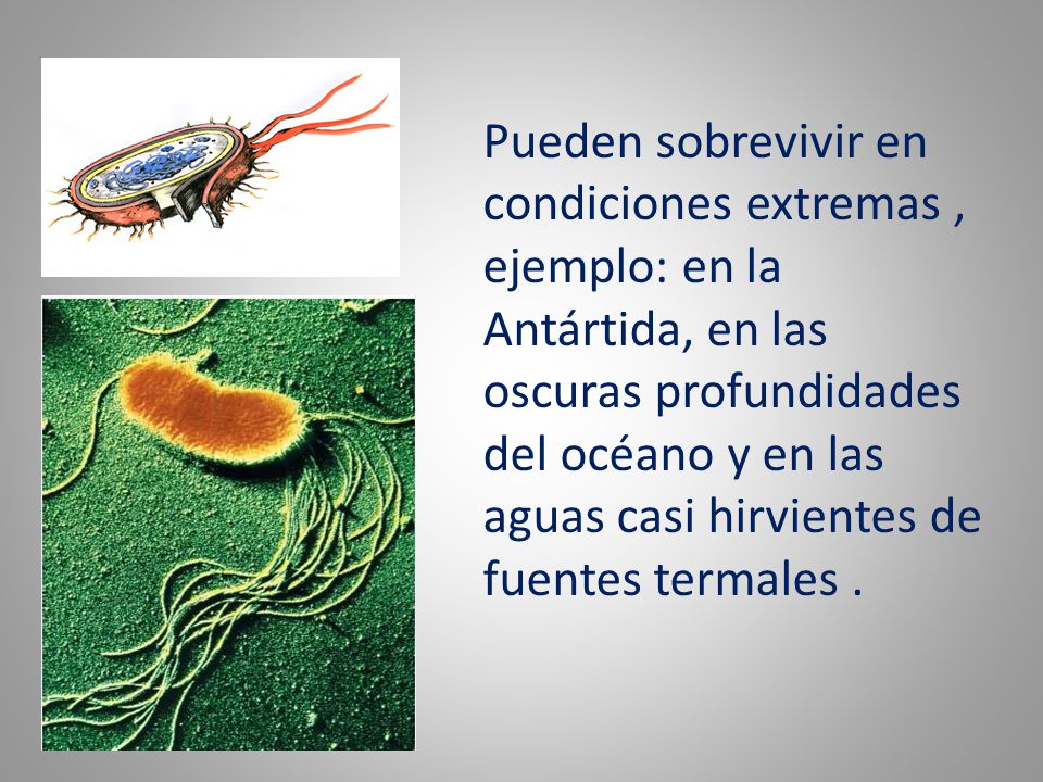Pueden sobrevivir en condiciones extremas , ejemplo: en la Antártida, en las oscuras profundidades