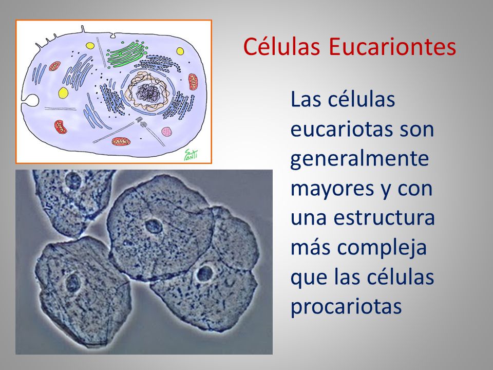 Células Eucariontes Las células eucariotas son generalmente mayores y con una estructura más compleja que las células procariotas.