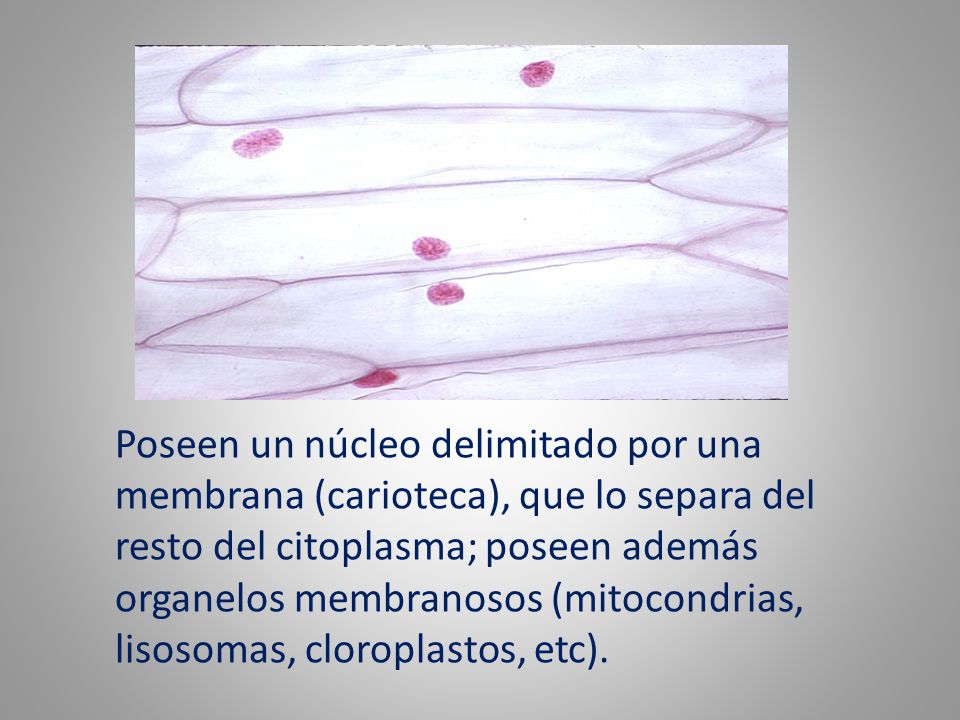 Poseen un núcleo delimitado por una membrana (carioteca), que lo separa del resto del citoplasma; poseen además organelos membranosos (mitocondrias, lisosomas, cloroplastos, etc).