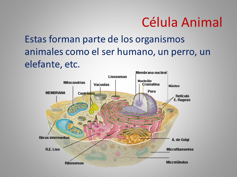 Célula Animal Estas forman parte de los organismos animales como el ser humano, un perro, un elefante, etc.