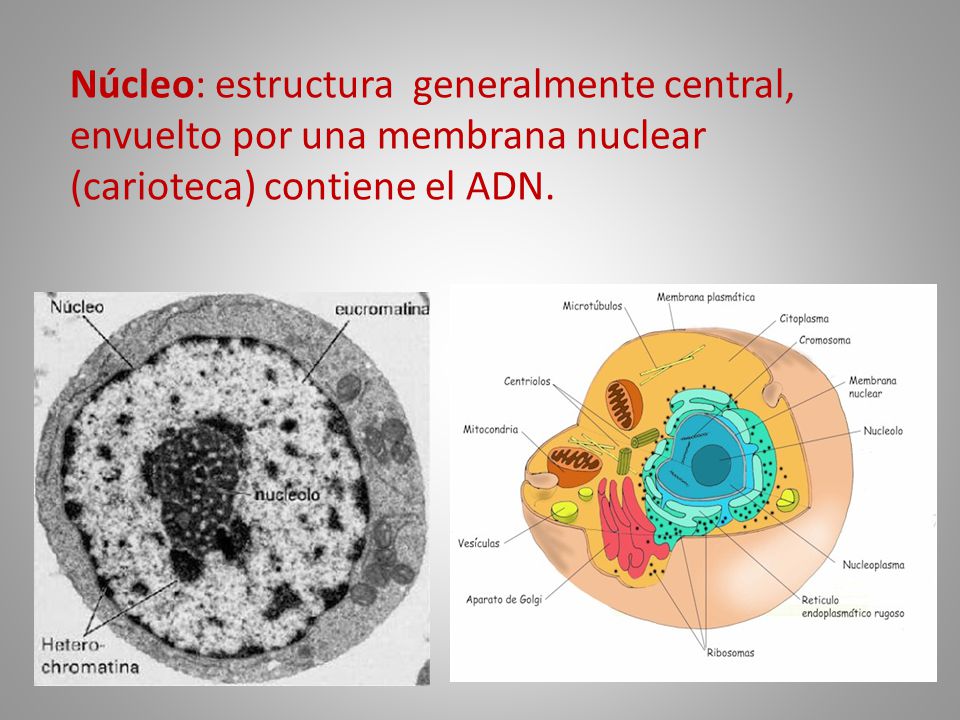 Núcleo: estructura generalmente central, envuelto por una membrana nuclear (carioteca) contiene el ADN.