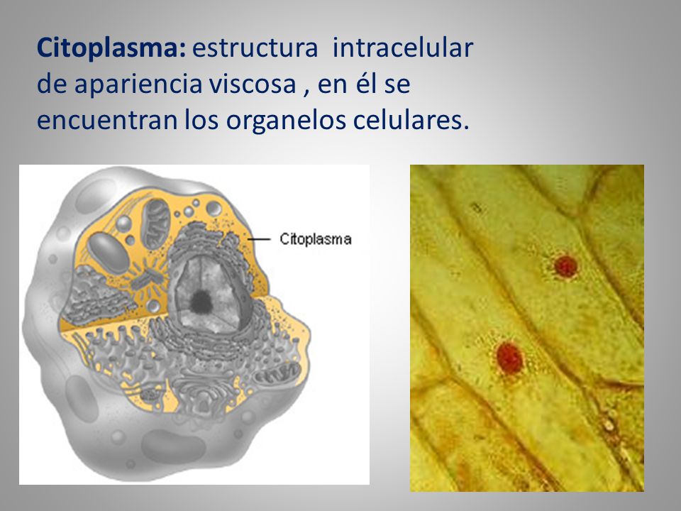 Citoplasma: estructura intracelular de apariencia viscosa , en él se encuentran los organelos celulares.