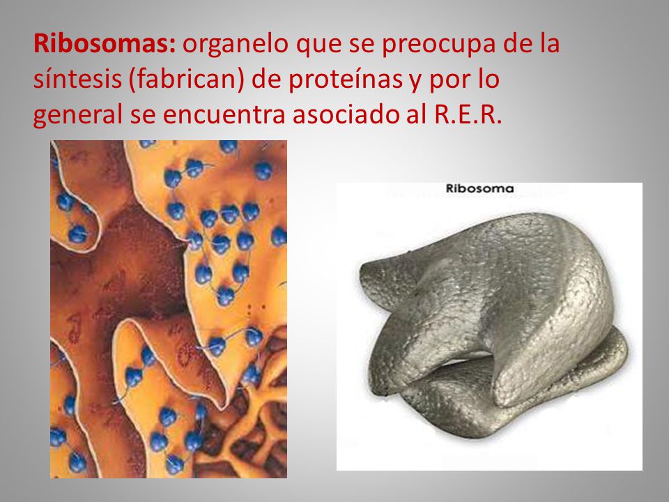 Ribosomas: organelo que se preocupa de la síntesis (fabrican) de proteínas y por lo general se encuentra asociado al R.E.R.