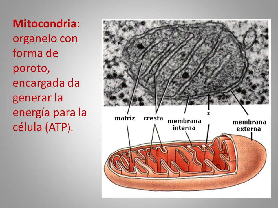 Mitocondria: organelo con forma de poroto, encargada da generar la energía para la célula (ATP).