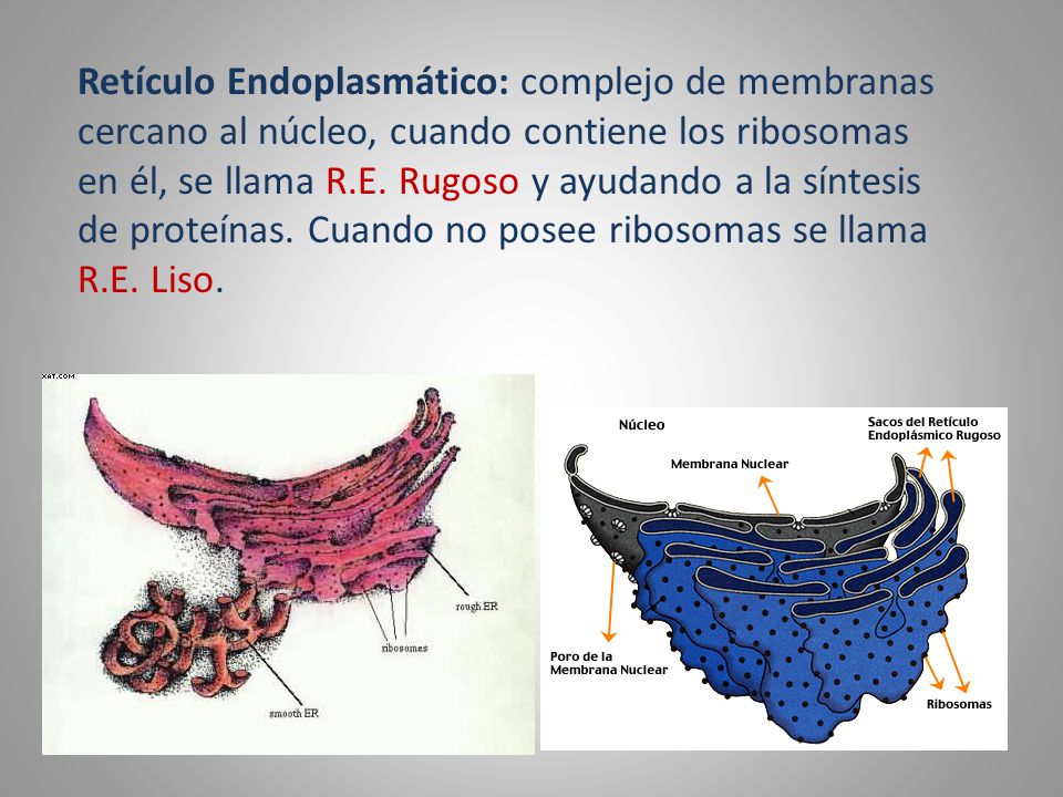 Retículo Endoplasmático: complejo de membranas cercano al núcleo, cuando contiene los ribosomas en él, se llama R.E.