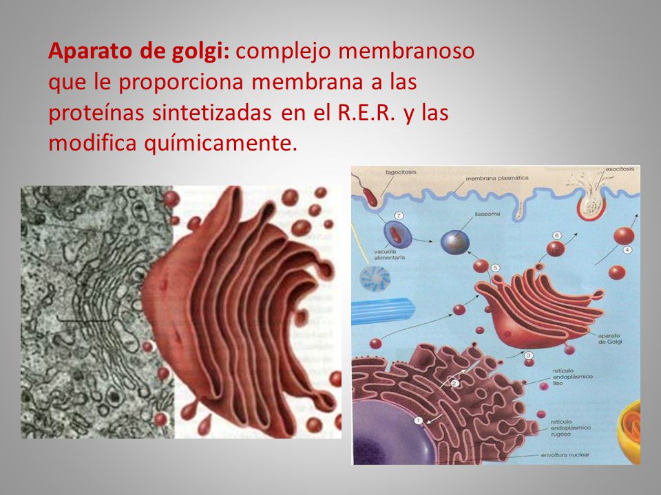 Aparato de golgi: complejo membranoso que le proporciona membrana a las proteínas sintetizadas en el R.E.R.