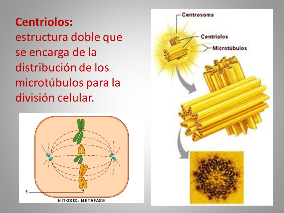 Centriolos: estructura doble que se encarga de la distribución de los microtúbulos para la división celular.