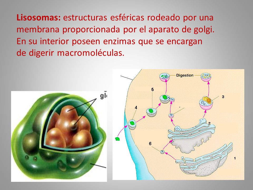 Lisosomas: estructuras esféricas rodeado por una membrana proporcionada por el aparato de golgi.