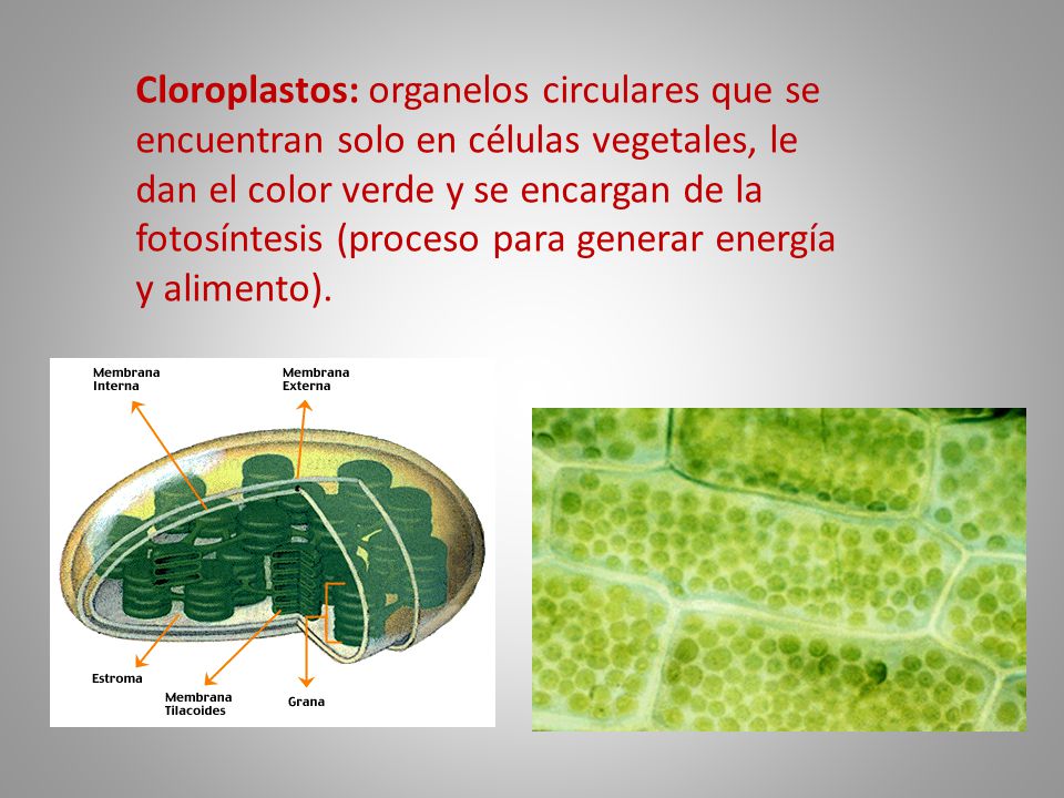 Cloroplastos: organelos circulares que se encuentran solo en células vegetales, le dan el color verde y se encargan de la fotosíntesis (proceso para generar energía y alimento).