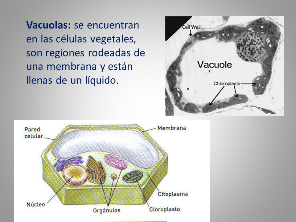 Vacuolas: se encuentran en las células vegetales, son regiones rodeadas de una membrana y están llenas de un líquido.