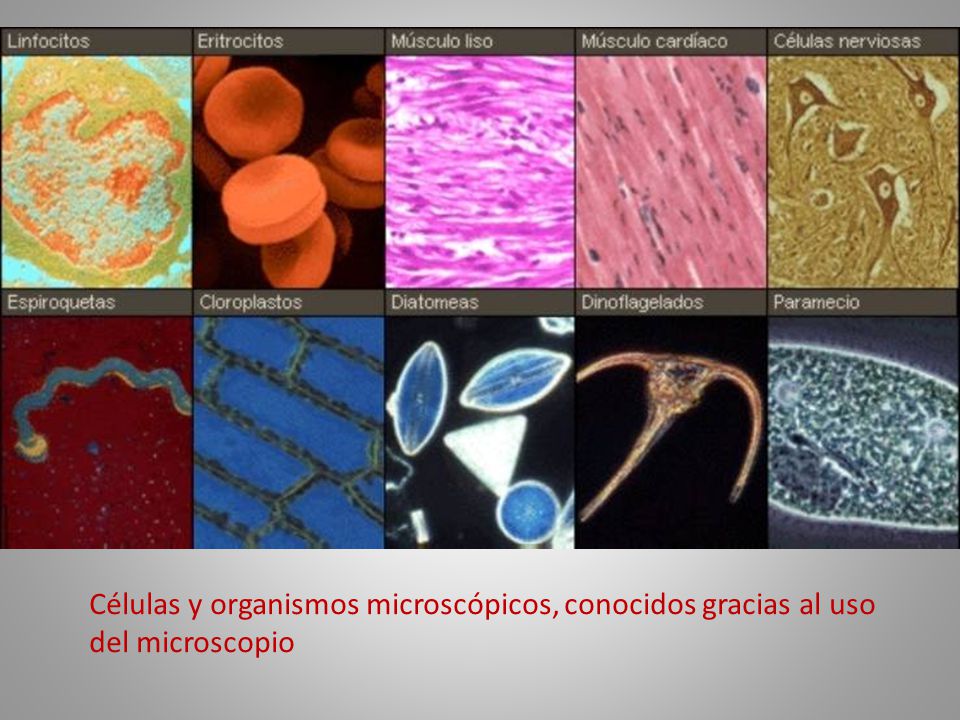 Células y organismos microscópicos, conocidos gracias al uso del microscopio