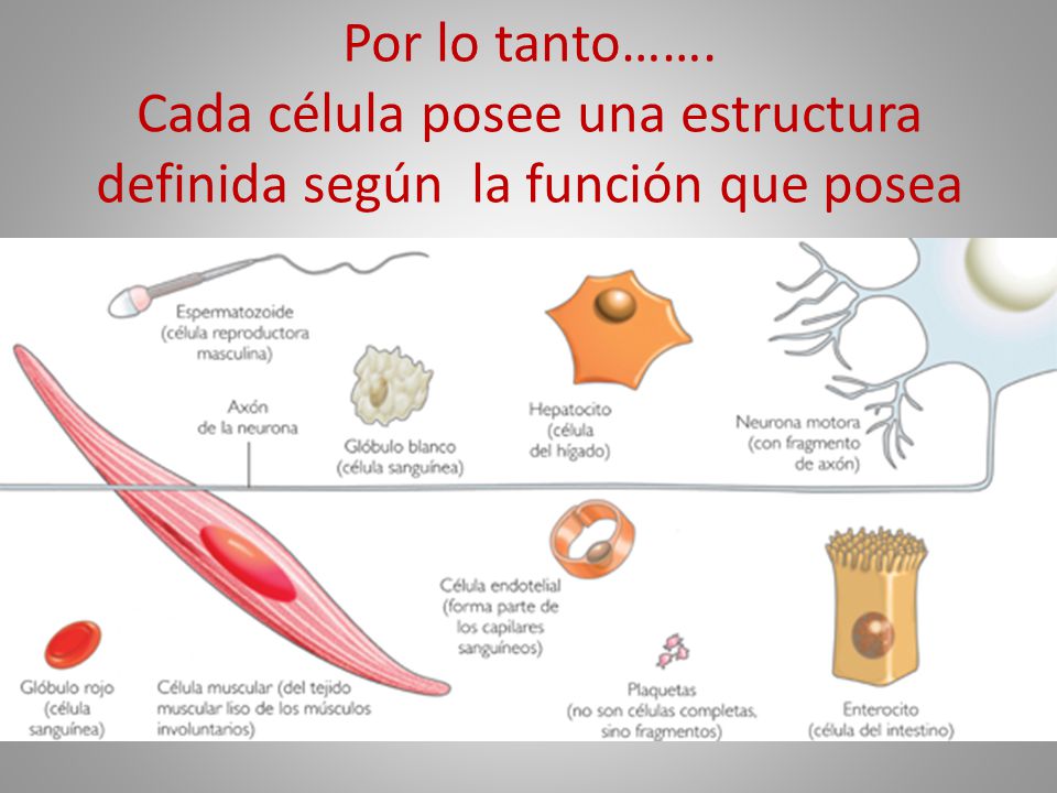 Por lo tanto……. Cada célula posee una estructura definida según la función que posea