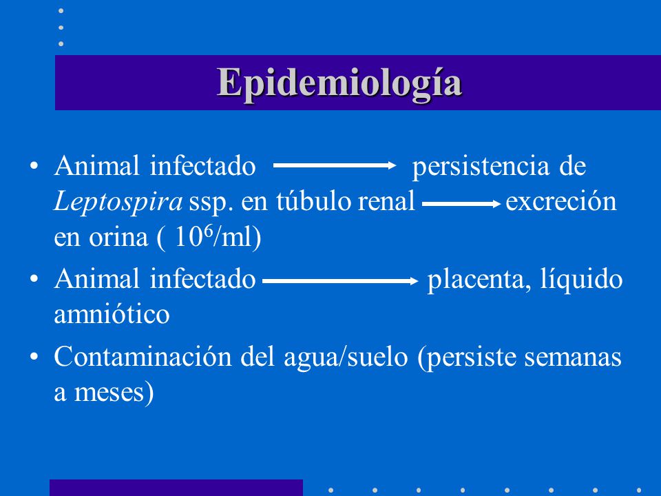 Epidemiología Animal infectado persistencia de Leptospira ssp. en túbulo renal excreción en orina ( 106/ml)