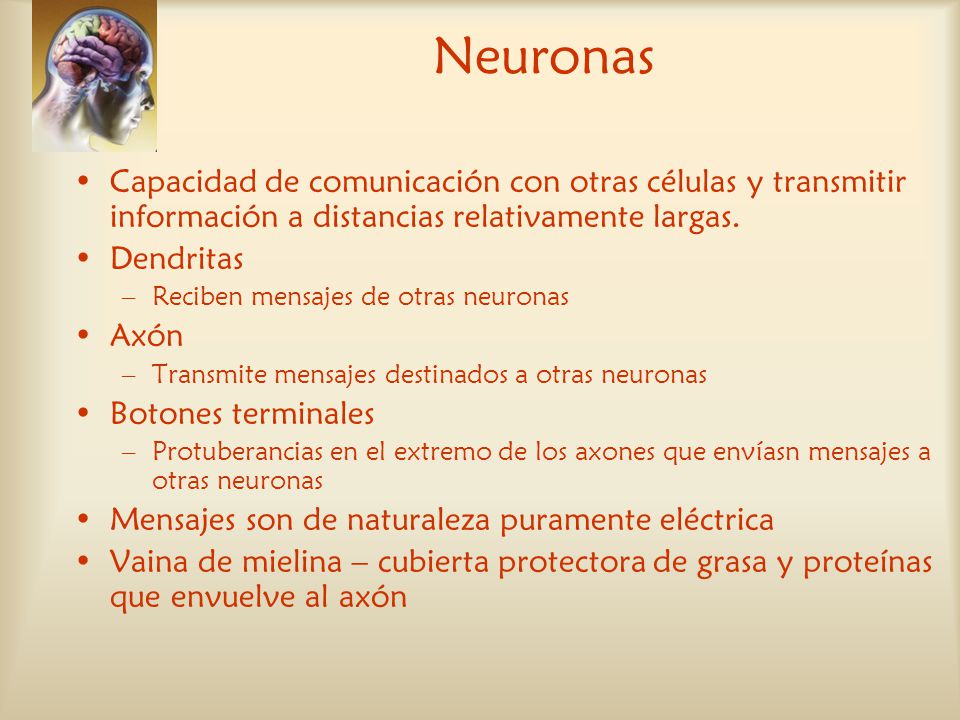 Neuronas Capacidad de comunicación con otras células y transmitir información a distancias relativamente largas.