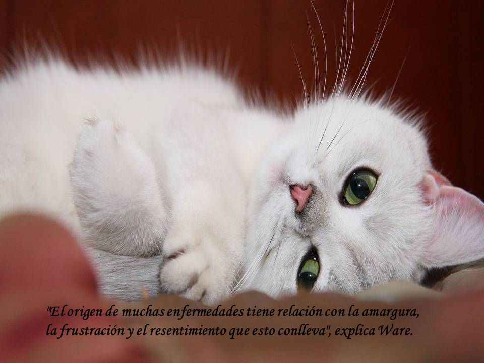El origen de muchas enfermedades tiene relación con la amargura,
