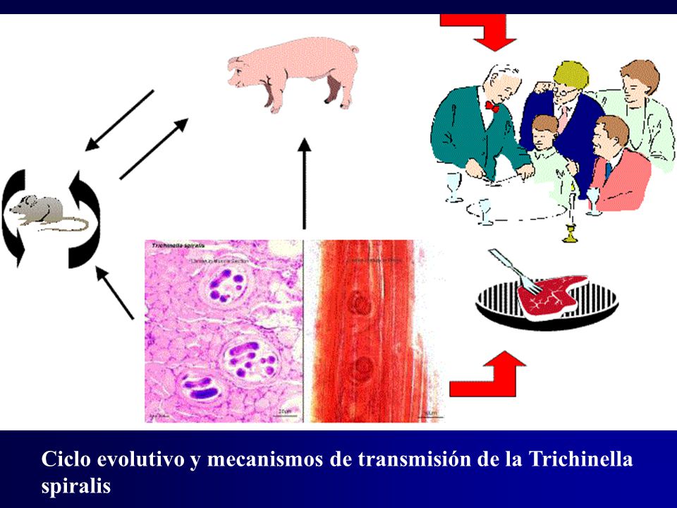 Ciclo evolutivo y mecanismos de transmisión de la Trichinella spiralis