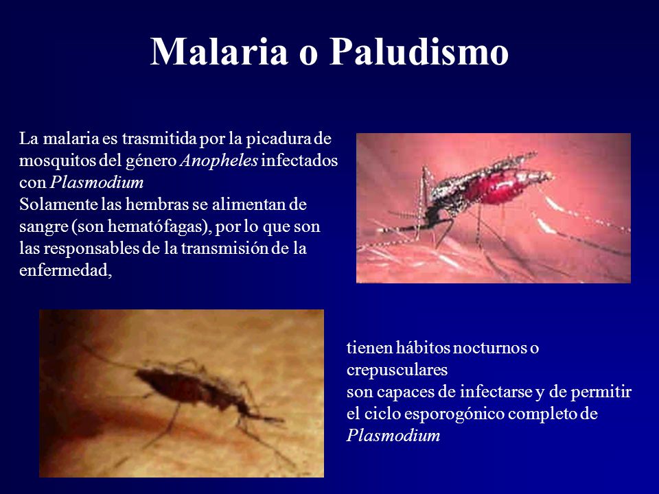 Malaria o Paludismo La malaria es trasmitida por la picadura de mosquitos del género Anopheles infectados con Plasmodium.